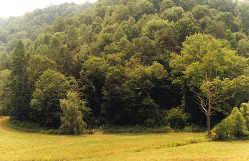 kentucky river lower bottoms looking at creek flowing from mountain on right